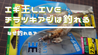 【エギ王LIVE】人気カラー”チラツキアジ”は釣れる！秋エギングで大活躍間違いなし！ 